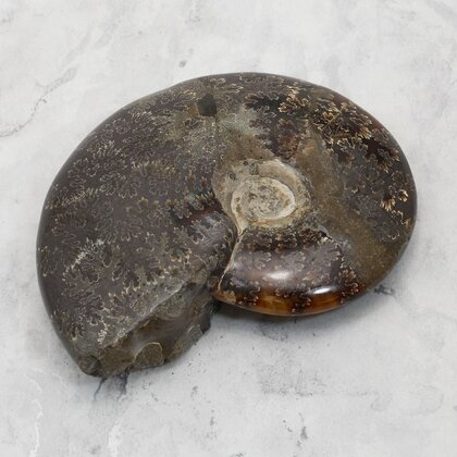 Madagascan Ammonite Fossil (with iridescent Ammolite) ~11.4cm