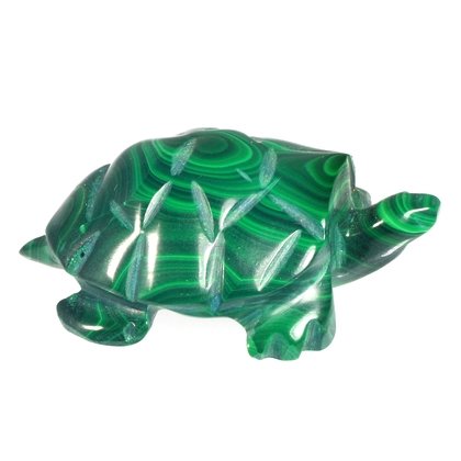Malachite Turtle ~15 x 45mm