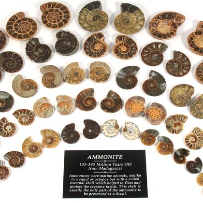 Mini Ammonite Pairs
