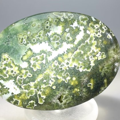 Ocean Jasper Palmstone (Extra Grade) ~70x50mm