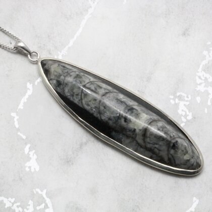 Orthoceras Fossil & Sterling Silver Pendant ~55-60mm