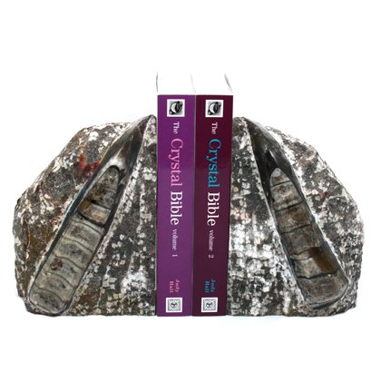 Orthoceras Fossil Bookends ~20cm