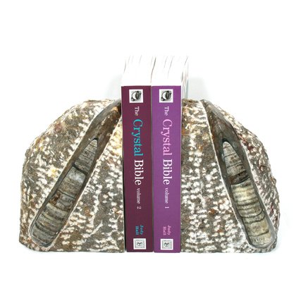 Orthoceras Fossil Bookends ~20cm