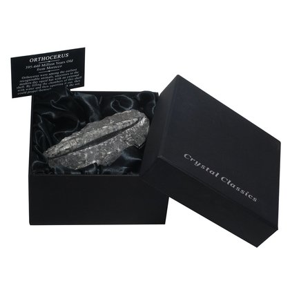 Orthoceras Fossil Gift Box - Medium