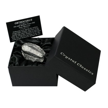 Orthoceras Fossil Gift Box - Small