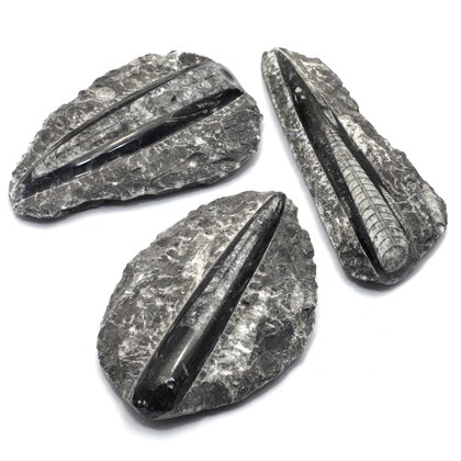 Orthoceras Fossil - Medium