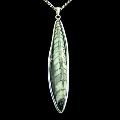 Othoceras & Silver Pendant - 62mm