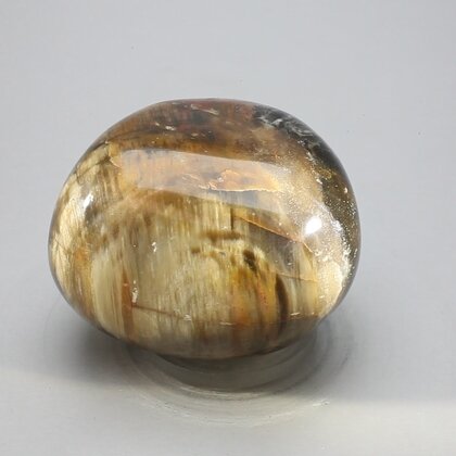 Petrified Wood Extra Large Polished stone ~50mm