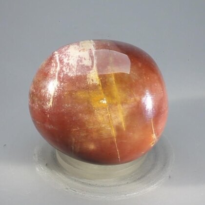 Petrified Wood Extra Large Tumblestone ~43mm