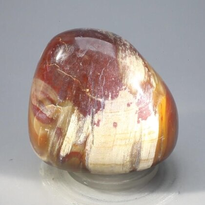 Petrified Wood Extra Large Tumblestone ~45mm