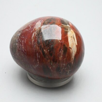Petrified Wood Extra Large Tumblestone ~47mm