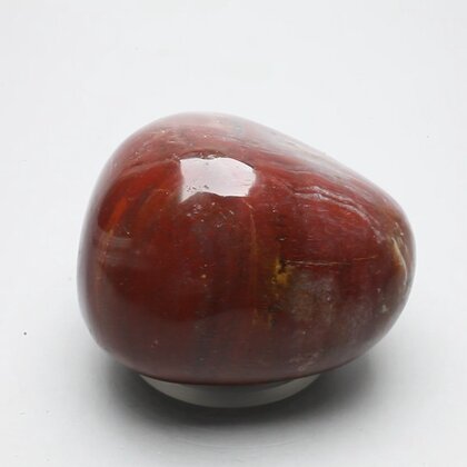 Petrified Wood Extra Large Tumblestone ~48mm