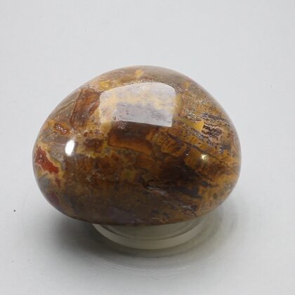 Petrified Wood Extra Large Tumblestone ~49mm