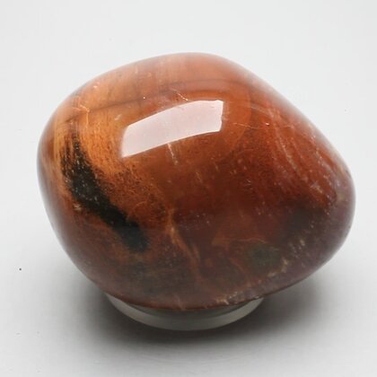 Petrified Wood Extra Large Polished stone ~54mm