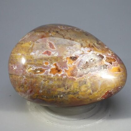 Petrified Wood Extra Large Tumblestone ~62mm