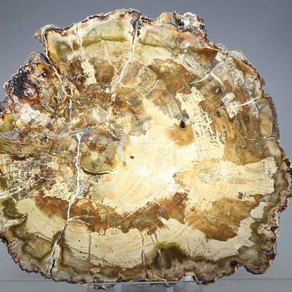 Petrified Wood Polished Slice ~115mm