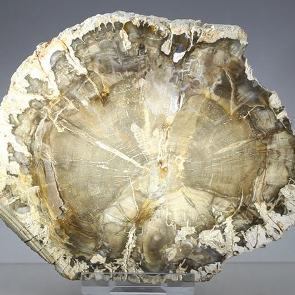 Petrified Wood Polished Slice ~115mm