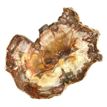 Petrified Wood Polished Slice ~12.7cm