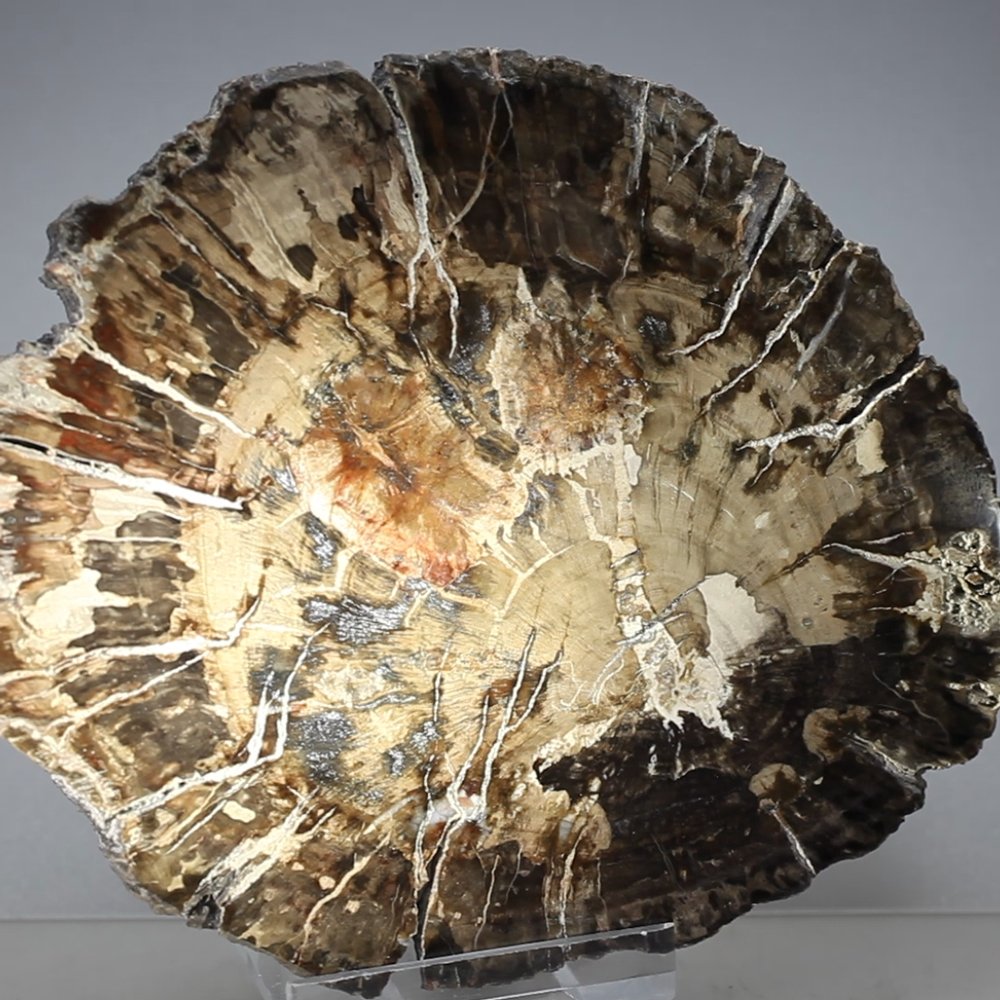 Petrified Wood