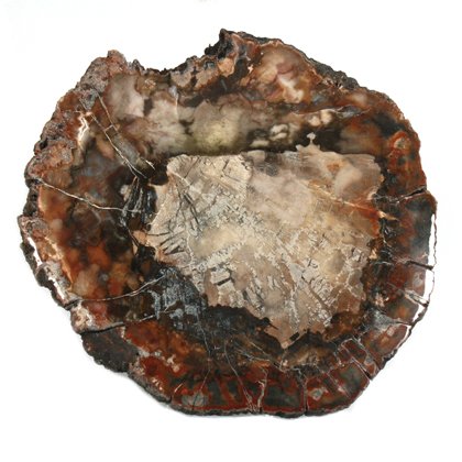 Petrified Wood Polished Slice ~12cm