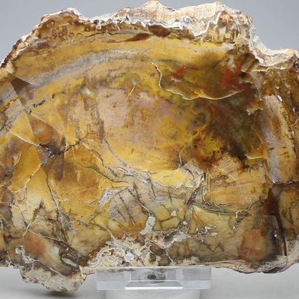 Petrified Wood Polished Slice ~135mm