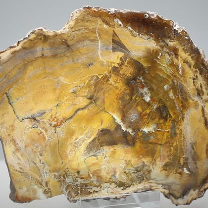 Petrified Wood Polished Slice ~138mm