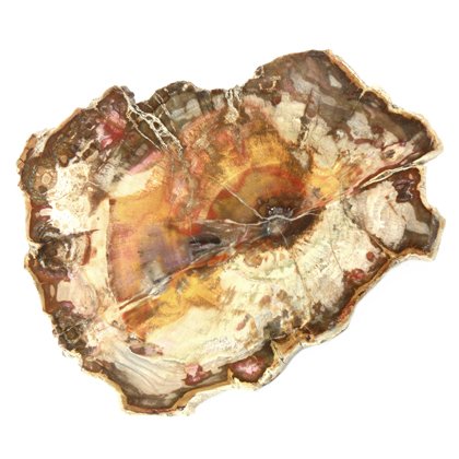 Petrified Wood Polished Slice ~13cm