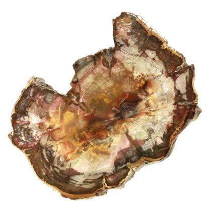 Petrified Wood Polished Slice ~13cm