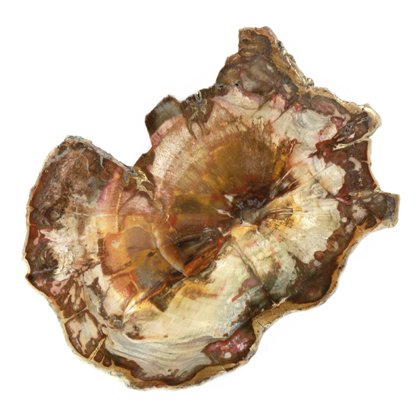 Petrified Wood Polished Slice ~13cm