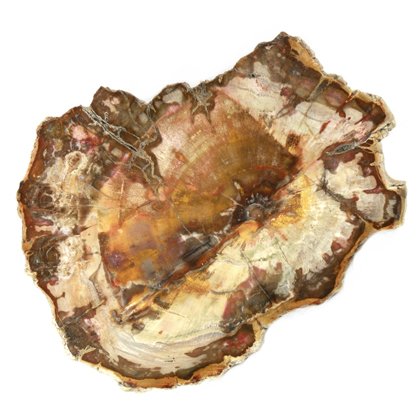 Petrified Wood Polished Slice ~13cm