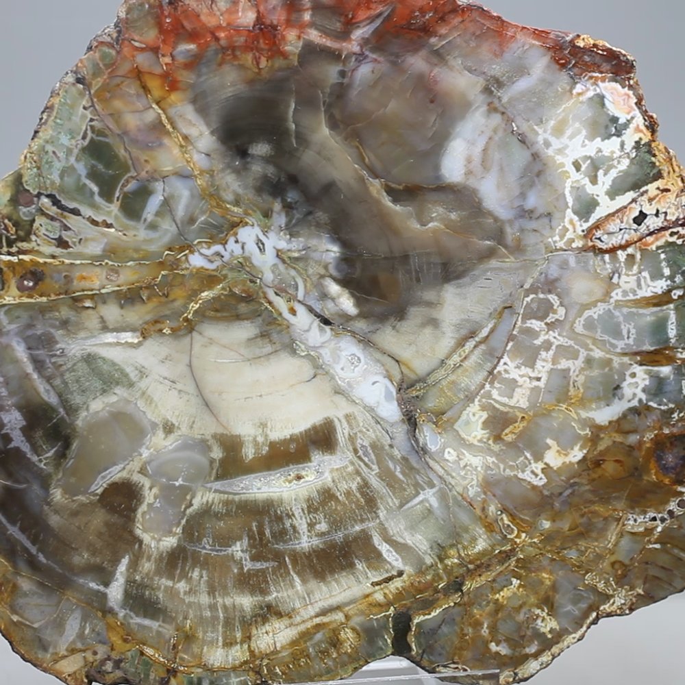 Petrified Wood