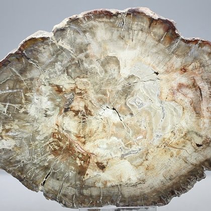 Petrified Wood Polished Slice ~155mm