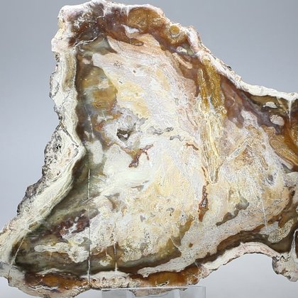 Petrified Wood Polished Slice ~156mm