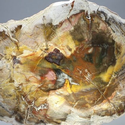 Petrified Wood Polished Slice ~16cm