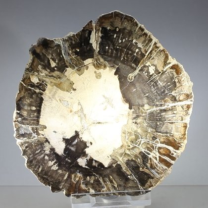 Petrified Wood Polished Slice ~95mm