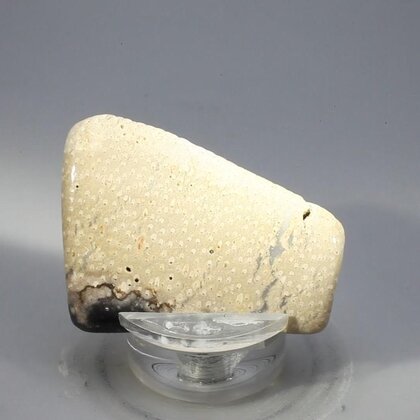 Petrified Wood Polished Tile ~43mm