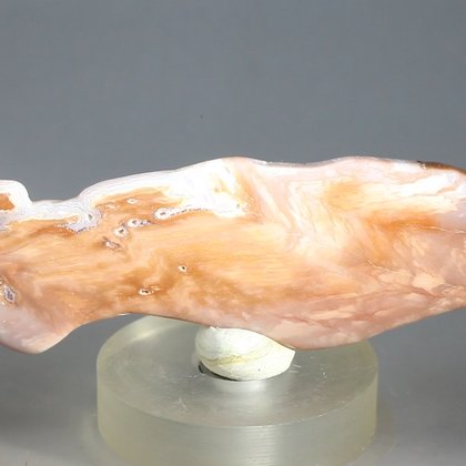 Petrified Wood Polished Tile ~88mm