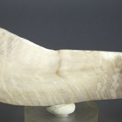 Petrified Wood Polished Tile ~88mm