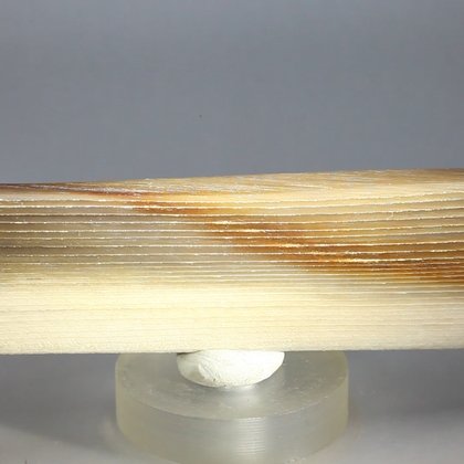 Petrified Wood Polished Tile ~96mm