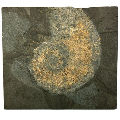 Phylloceras Fossil Ammonite Plaque ~16.5cm