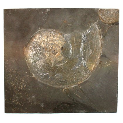 Phylloceras Fossil Ammonite Plaque ~24.5cm