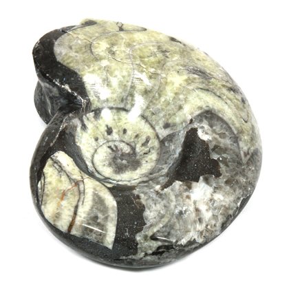 Polished Goniatite Fossil ~ 9.5cm