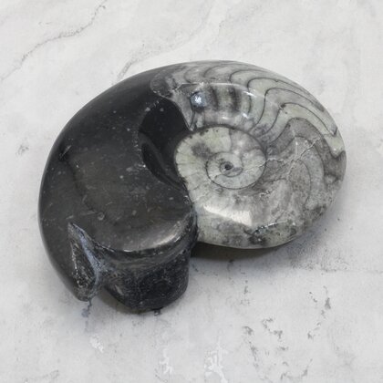 Polished Morrocan Goniatite ~10.3cm