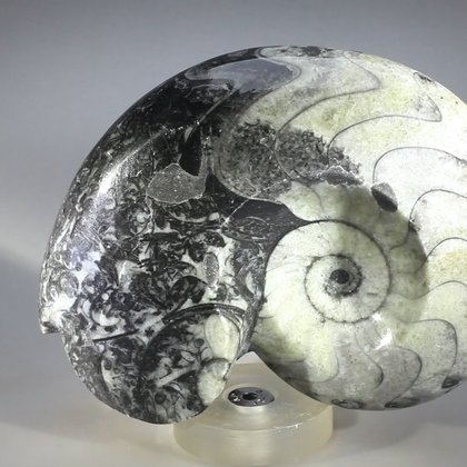 Polished Morrocan Goniatite ~10.5cm