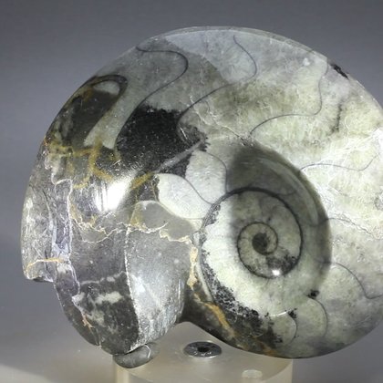 Polished Morrocan Goniatite ~10.5cm