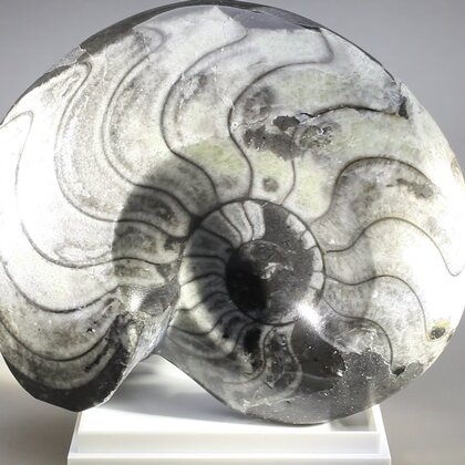 Polished Morrocan Goniatite ~10cm