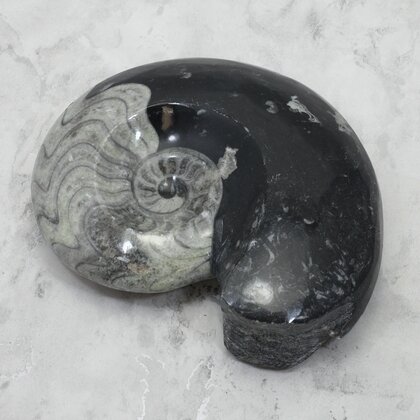 Polished Morrocan Goniatite ~15cm