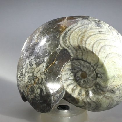 Polished Morrocan Goniatite ~8.5cm