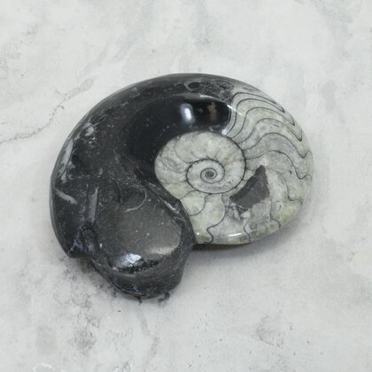 Polished Morrocan Goniatite ~8.8cm