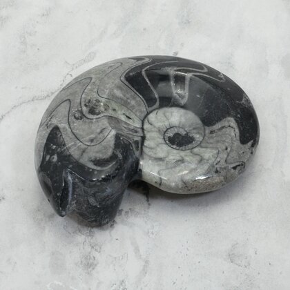 Polished Morrocan Goniatite ~8.9cm